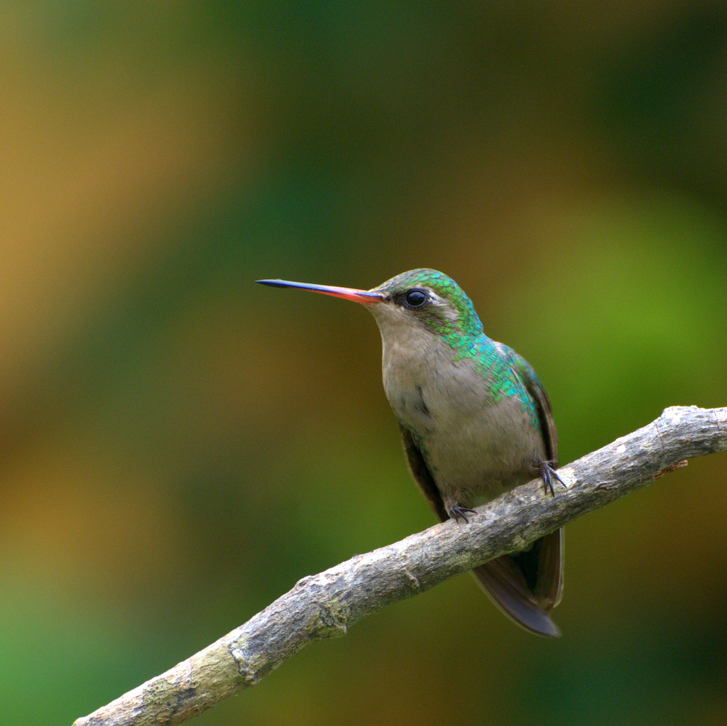 image of beijaflor